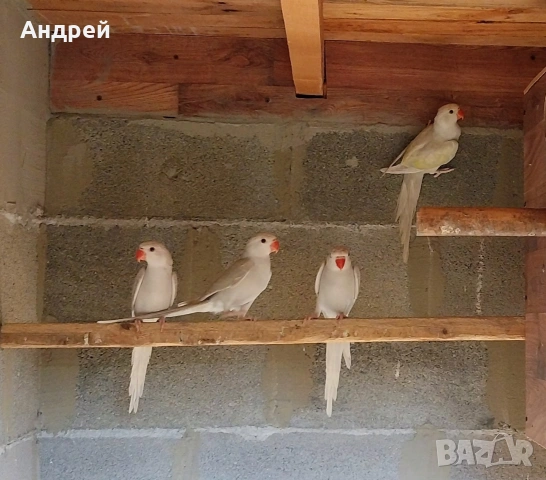 Малки Александри , снимка 2 - Папагали - 55063639
