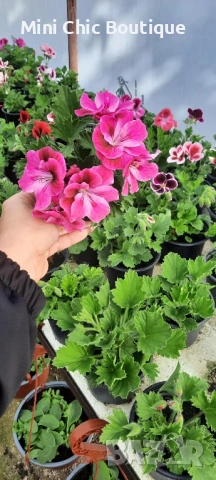 КРАЛСКО МУШКАТО( Pelargonium grandiflorum). – богато цъфтящо и ефектно в саксия ф 10,5 см