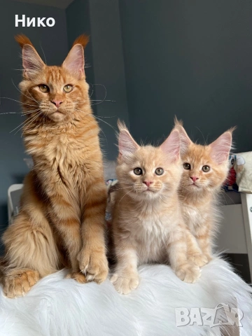 Мейн кун котенца / Мейн куун котенца / Maine coon kittens, снимка 10 - Мейн кун - 50068719