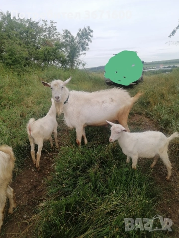 Пръч ББМ