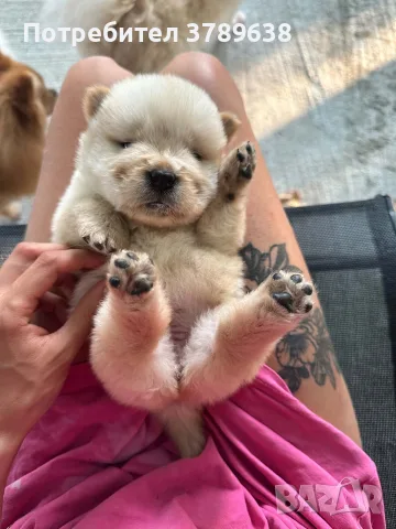 Чау - Чау  💙🐾🐶 Най-пухкавите Чау Чау бебета очакват своите нови семейства , Много скоро 🎉🪭❤️✨🐾🥰🐩➡️⤵️
