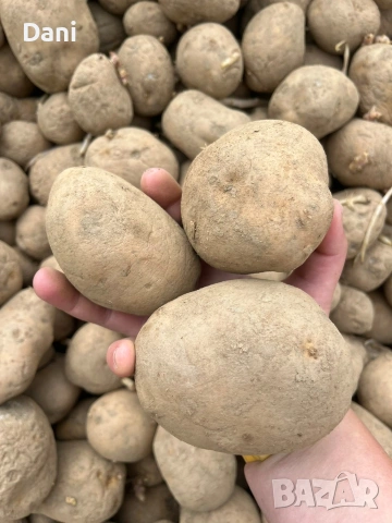 продавам картофи , снимка 2 - Домашни продукти - 54661250