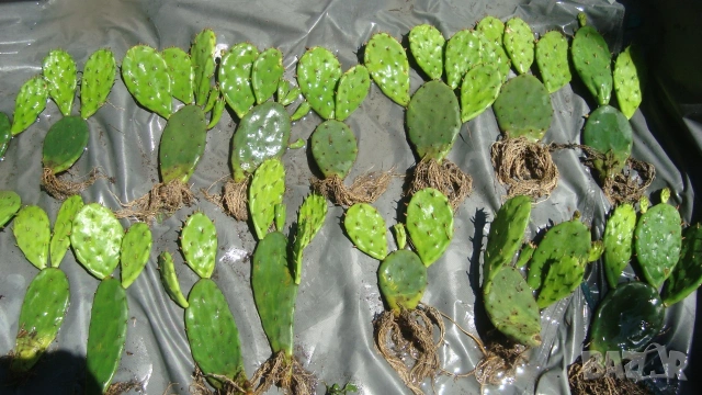 Опунция (Opuntia), снимка 3 - Градински цветя и растения - 47456316
