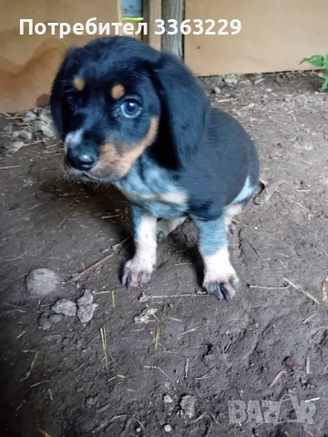 Продавам кученца от работни родители за труфели , снимка 5 - Други - 54645564