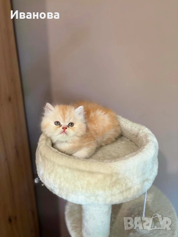 Персийски котенца , снимка 5 - Персийска - 54728725