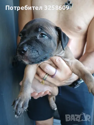 🐶 Продавам красиви Американски Питбул кученца - 8 броя, 2 месеца, снимка 7 - Питбул - 55679299