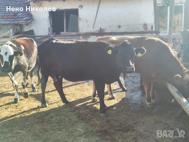 Продавам крави и телета , снимка 6 - Крави - 55671928
