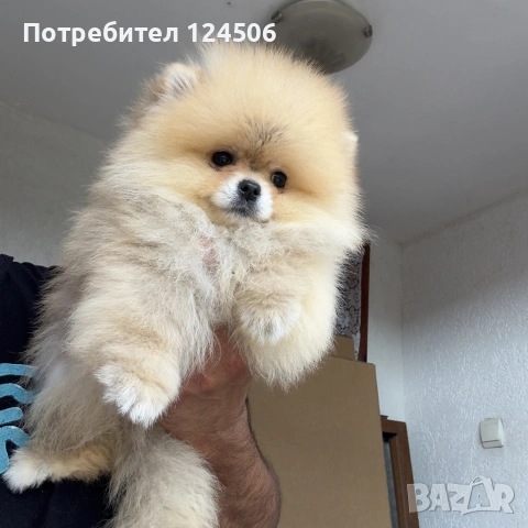 Померан мини померанче
