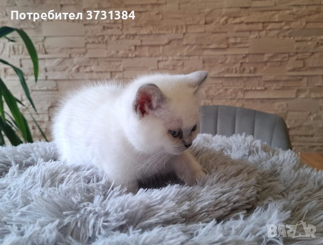 Британско късокосместо колорпойнт коте, снимка 6 - Британска късокосместа - 54058265