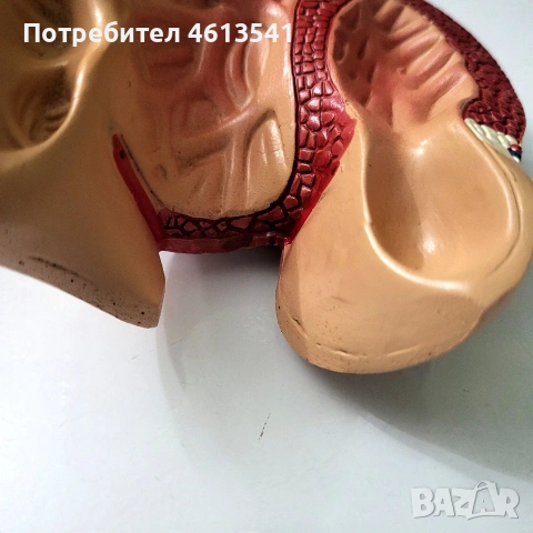 ретро СОЦ учебно сърце (анатомичен модел) гумиран модел, снимка 8 - Антикварни и старинни предмети - 55088424