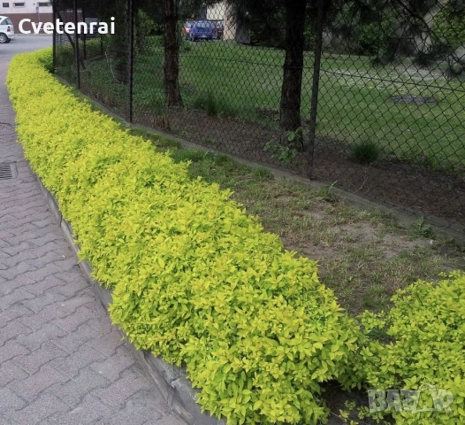 Спирея Голдън Принцес