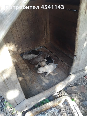 подарявам кучета , снимка 4 - Други - 54510337