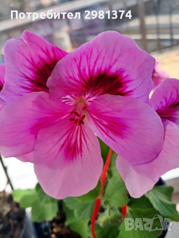 Царско мушкато