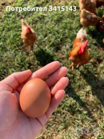 Био яйца от свободни кокошки, снимка 3 - Кокошки и пуйки - 54322870