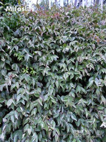 Жасмин (Вариегата), снимка 2 - Градински цветя и растения - 54219622