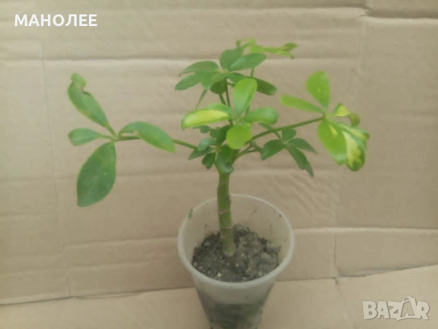 🌿🌿🌿Шефлера🌿🌿🪴