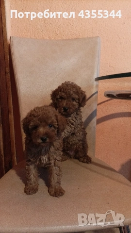 Мини пудел , снимка 3 - Пудели - 54294356