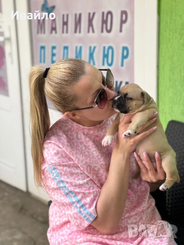 Ам Стаф Senduran Legacу FCI Кучило Б! 🐾, снимка 2 - Американски стафордширски териер - 54329768