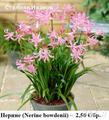 Нерине (Nerine bowdenii) – луковици