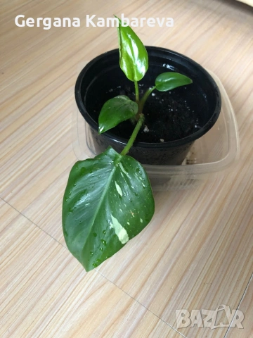 Philodendron White Princess 