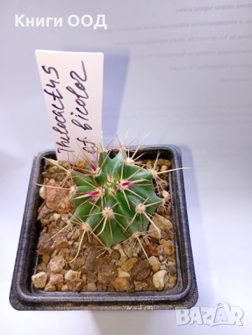 Кактус Thelocactus cf. bicolor - 7 см саксия