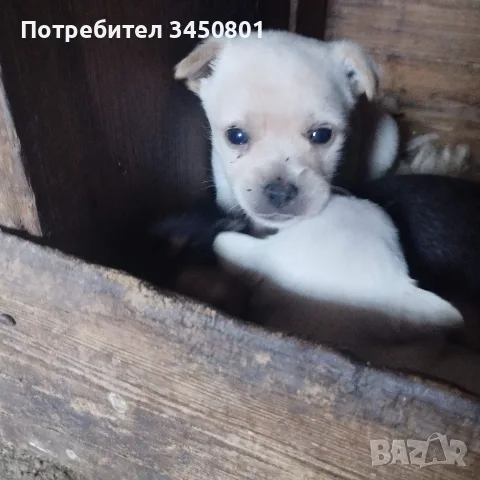Мини пинчери мъжки бели, снимка 2 - Пинчер - 55673178