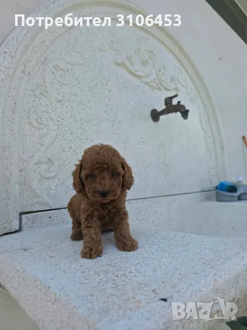 Пудел мини mini poodle