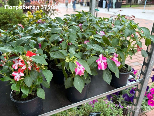 🩷🌿💜 Impatiens walleriana 'Raffael Star Mix' (Циганче / Импатиенс), снимка 3 - Градински цветя и растения - 54733445