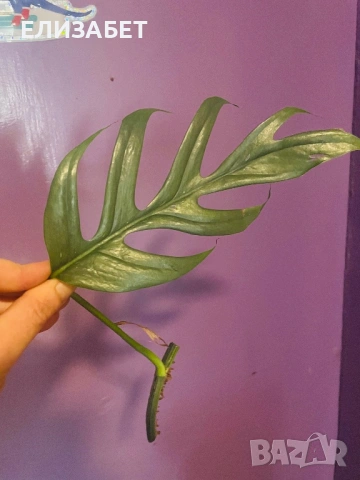 Monstera резник