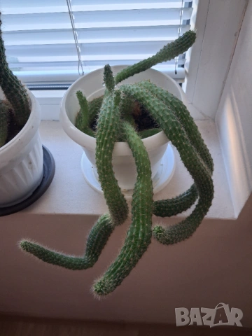Кактус - две саксии, снимка 8 - Стайни растения - 52295804