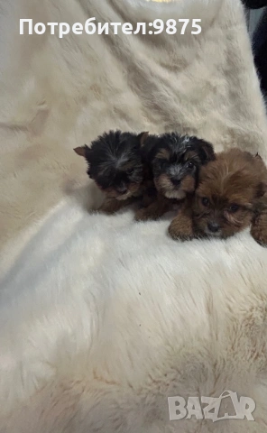 Продавам йоркита, снимка 10 - Йоркширски териер - 54015090
