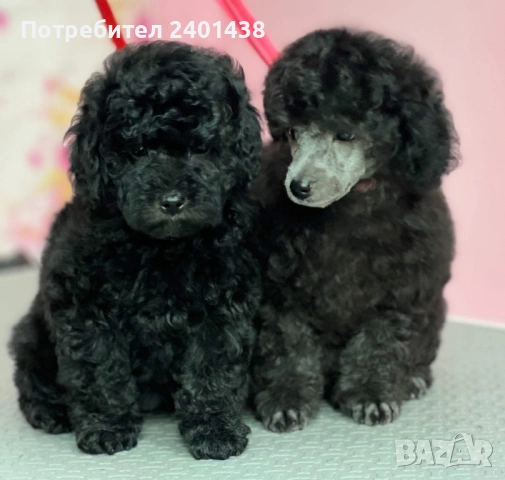  Черен Мини пудел момиче, снимка 4 - Пудели - 53689392