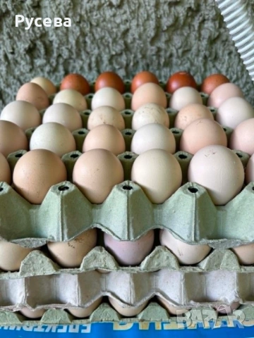 пресни домашни яйца, варна, снимка 3 - Домашни продукти - 54559357