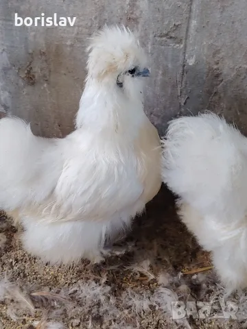 Продавам чифт американски копринки 