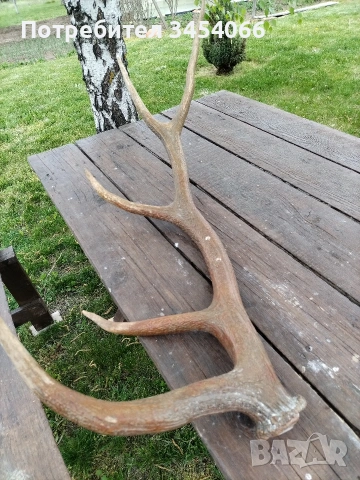 Еленови рога. , снимка 6 - Декорация за дома - 54265152