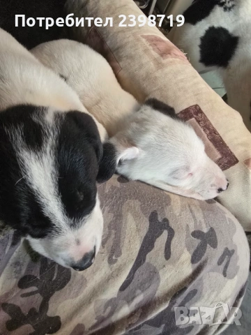 Подарявам на 2 м.овч.кученца, снимка 3 - Каракачанска овчарка - 54336875