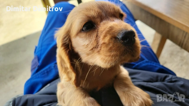 Кученца