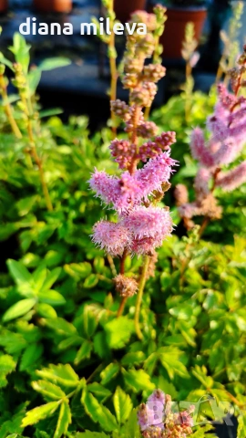 Астилбе, Astilbe, многогодишно за сянка!!, снимка 6 - Градински цветя и растения - 55288069