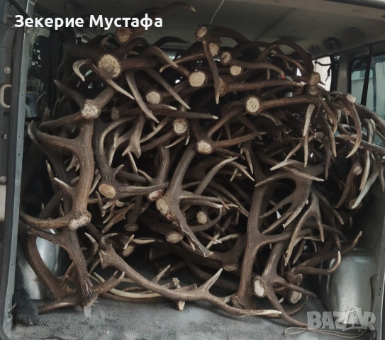 Паднали рога от елен 