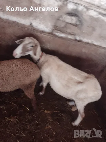 Продавам овца за клане, снимка 2 - Овце - 55332878