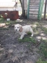 Cocker Spaniel, снимка 8