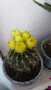 Цъфтящ кактус Thelocactus setispinus, снимка 2