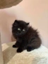 Персийски котенца , снимка 12