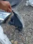 Десен фар за Сузуки Игнис и Субару Джъсти, снимка 4