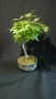 бонсай японски клен bonsai Acer palmatum , снимка 2