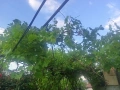 Лозови листа, снимка 3