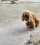 Кокер Шпаньол , снимка 7