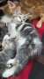 Супер котета!!!, снимка 5