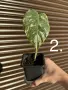 Monstera Albo Variegata (Монстера Албо Вариегата), снимка 4