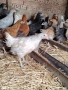 Продавам Млади Ярки , снимка 3